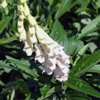 Наперстянка реснитчатая Digitalis Ciliata Traut. В. - Растение, содержащие сердечные гликозиды