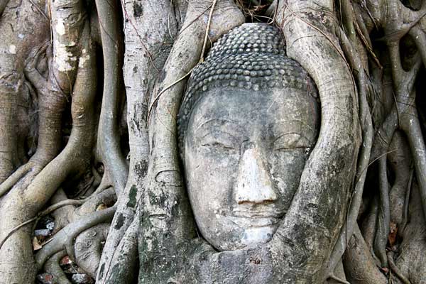 Сквозь корни деревьев продирается вырезанное из камня лицо Будды.
