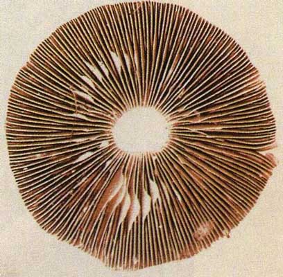 Метод выращивания грибов с помощью спор.