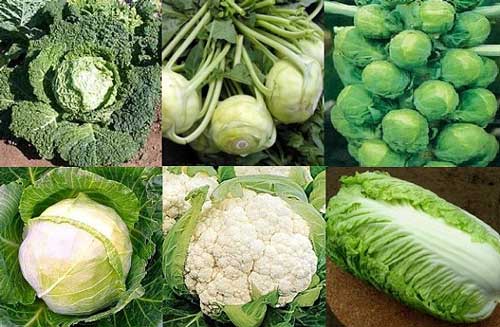 Хорошим выбором станет капуста или цветная капуста, брокколи, зеленый салат.