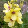 Коровяк скипетровидный Verbascum Thapsiforme Schrad.