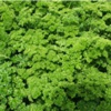 Петрушка кудрявая Petroselinum Crrispum (Mill) Nym.