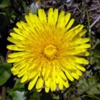 Одуванчик лекарственный Taraxacum Officinale Wigg.
