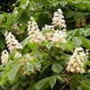 Каштан конский обыкновенный Aesculus Hippocastanum L.