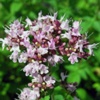Душица обыкновенная Origanum Vulgare L. - Растение с успокаивающим и обезболивающим действием