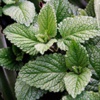 Мята перечная Mentha Piperita L. - Растение, содержащие гипотензивные, спазмолитические и антиаритмические вещества