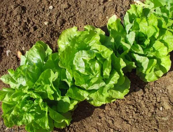 Выращивайте салат сами