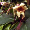 Строфант Комбе Strophanthus Kombe Oliver - Растение, содержащие сердечные гликозиды
