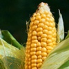 Кукуруза (Маис) Zea Mays. L.