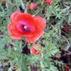 Мак снотворный Papaver Somniferum L. - Растение с успокаивающим и обезболивающим действием