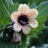Белена черная Hyoscyamus Niger L. - Растение, содержащие холинолитические вещества