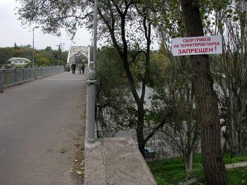 Фотография. Не кликабельно. Грибы, которые растут в городских парках и скверах не должны попадать в корзину потому, что в них накапливаются разные токсичные вещества.