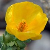 Мачок желтый (Глауциум желтый) Glaucium Flavum Crantz.