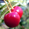 Вишня обыкновенная Cerasus Vulgaris Mill.
