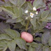 Картофель Solanum Tuberosum L.