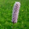 Горец змеиный (Змеевик, раковые шейки) Polygonum Bistorta L.