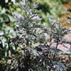 Полынь таврическая Artemisia Taurica Willd - Растение со стимулирующим действием