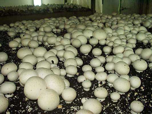 В год можно получить до 300 килограммов грибов с одного квадратного метра.