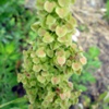 Щавель конский Rumex Confertus Willd.