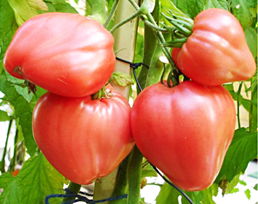 &quot;Бычье сердце&quot; - позднеспелый сорт томата.