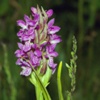 Ятрышник пятнистый (Салеп, Кукушкины слезки) Orchis Maculata L.