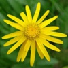 Арника горная Arnica Montana L.