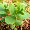 Очиток большой Sedum Maximum L.