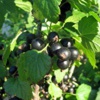 Смородина черная Ribes Nigrum L.