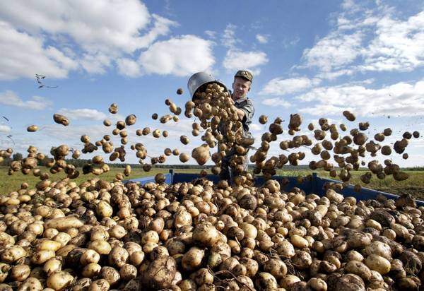 Фотография. Не кликабельно. Урожай картофеля собранный.