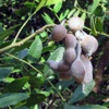 Софора толстоплодная Sophora Pachycarpa Schrenk Еx С. A. Mey - Растение, содержащие ганглиоблокирующие вещества