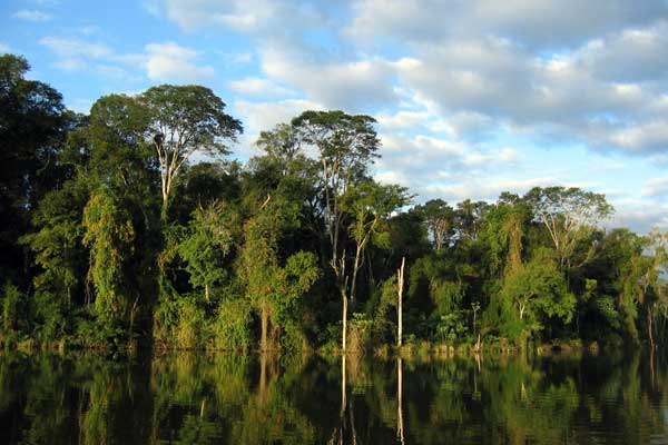 &quot;Сельва&quot; так обычно называют экваториальные леса Южной Америки.