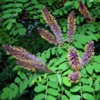 Аморфа кустарниковая Amorpha Fruticosa L. - Растение с успокаивающим и обезболивающим действием