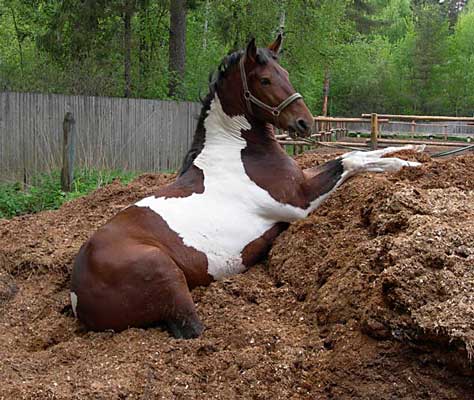 Фотография. Не кликабельно. Конский навоз и солома – самый лучший компост.
