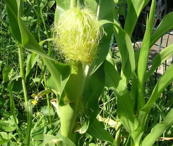 Кукуруза – растение однодомное