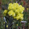 Бессмертник песчаный Helichrysum Arenarium L.
