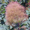 Скумпия кожевенная (Скумпия коггигрия) Cotinus Coggigria Scop.