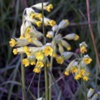 Первоцвет весенний Primula Veris L.