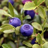 Черника Vaccinium Myrtillus L.