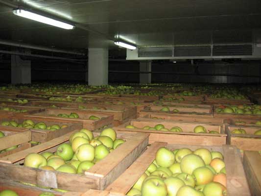 Фотография. Не кликабельно. На сохранность продукции влияют температура, влажность, газовый состав воздушной среды.