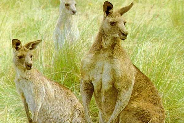 Флора и фауна в Австралии удивительная и разнообразная.