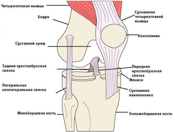 Схема строения коленного сустава.
