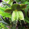 Морозник краснеющий Helleborus Purpuraescens W. Еt К. - Растение, содержащие сердечные гликозиды