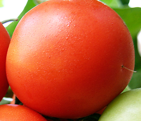 &quot;Белый налив&quot; - раннеспелый сорт томата.