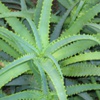 Алое древовидное Aloe Arborescens Mill.