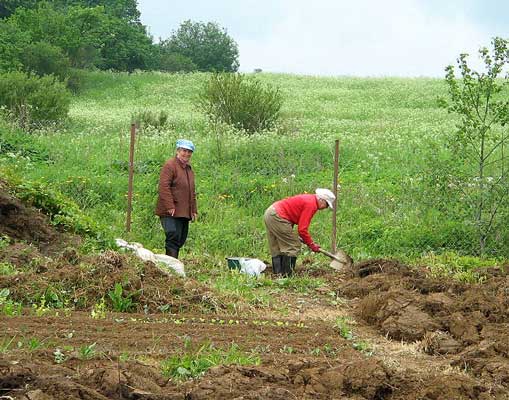 Лёгкой и удобной для обработки почва становится после произрастания сидератов.