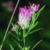 Истод сибирский Polygala Sibiruca L.