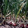 Лук репчатый Allium Сepa L.