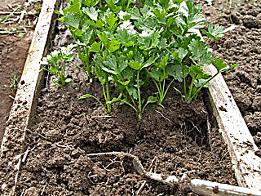 Нижняя часть черешков корневого сельдерея должна находиться над поверхностью почвы при высадке.