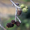Ольха серая Alnus Incana (L.)