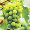 Виноград культурный Vitis Vinifera L.